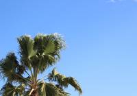Gran Alacant Properties REF 10301 Gran Alacant blue sky and palm tree