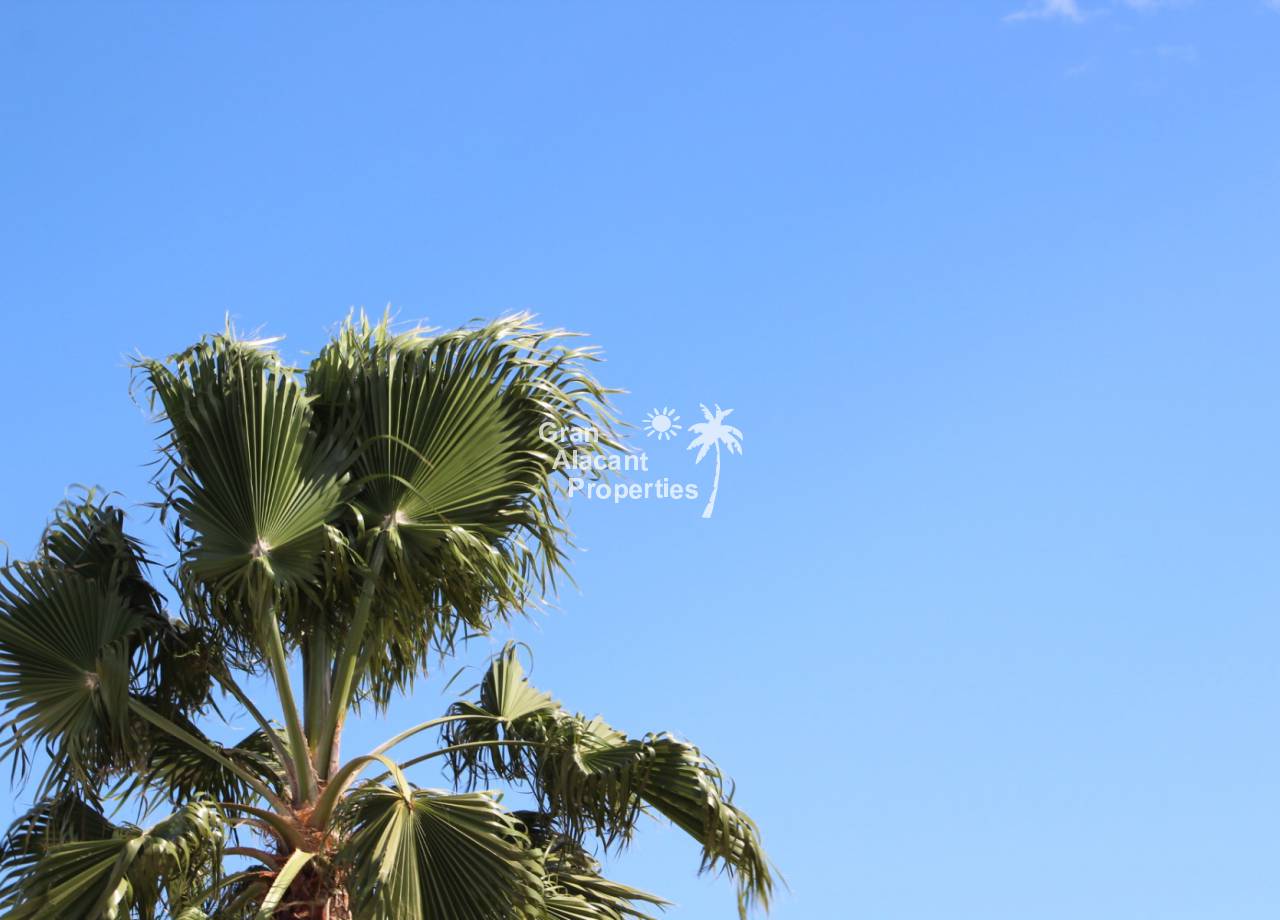 Gran Alacant Properties REF 10301 Gran Alacant blue sky and palm tree