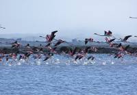 New Build - Apartment - Alicante (Alacant)