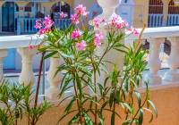 Sale - Apartment - Gran Alacant - Monte y Mar