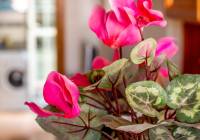 Sale - Apartment - Gran Alacant - Puerto Marino