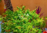 Sale - Bungalow - Gran Alacant - Evoca
