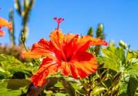 Sale - Bungalow - Gran Alacant - Gran Vista