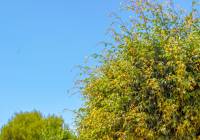 Sale - Corner House - Gran Alacant - Brisa Mar