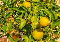 Sale - Detached Villa - Monforte del Cid - Montecid