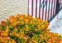 Sale - Townhouse - Gran Alacant - Altomar I