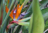 Sale - Villa - Gran Alacant - Isla de Izaro