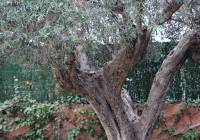 Sale - Villa - Gran Alacant - Monte y Mar