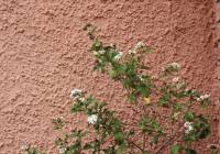 Sale - Villa - Gran Alacant - Monte y Mar