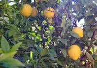 Sale - Villa - Gran Alacant - Monte y Mar