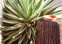 Sale - Villa - Gran Alacant - Monte y Mar