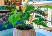 Sale - Villa - Gran Alacant - Monte y Mar