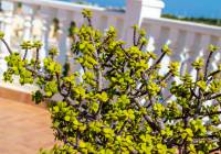 Sale - Villa - Gran Alacant - Monte y Mar