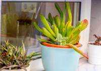 Sale - Villa - Gran Alacant - Monte y Mar