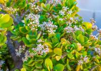 Sale - Villa - Gran Alacant - Monte y Mar