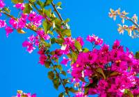 Sale - Villa - Gran Alacant - Monte y Mar