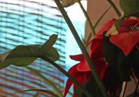 Sale - Villa - Gran Alacant - Monte y Mar