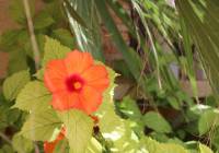 Sale - Villa - Gran Alacant - Monte y Mar