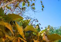 Sale - Villa - Gran Alacant - Montefaro