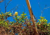 Sale - Villa - Gran Alacant - Montefaro