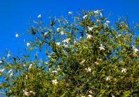 Sale - Villa - Gran Alacant - Montefaro