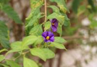 Sale - Villa - Gran Alacant - Puerto Marino