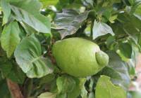 Sale - Villa - Gran Alacant - Puerto Marino