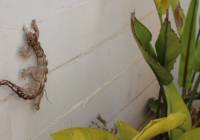 Sale - Villa - Gran Alacant - Puerto Marino