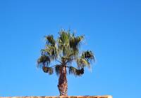 Sale - Villa - Guardamar del Segura - El Raso