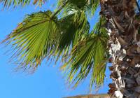 Sale - Villa - Monforte del Cid - Montecid