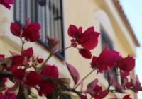 Sale - Villa - Monforte del Cid - Montecid