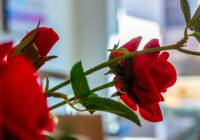 Venta - Chalet Semi Adosado - Gran Alacant - Brisas del Faro