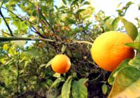 Venta - Villa - Alicante - Alicante Golf