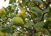 Venta - Villa - Gran Alacant - Monte y Mar