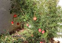 Venta - Villa - Gran Alacant - Monte y Mar