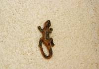 Venta - Villa - Gran Alacant - Monte y Mar