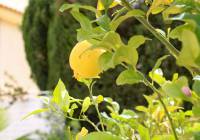 Venta - Villa - Gran Alacant - Monte y Mar