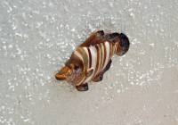 Venta - Villa - Gran Alacant - Monte y Mar