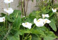 Venta - Villa - Gran Alacant - Monte y Mar