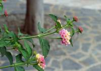 Venta - Villa - Gran Alacant - Monte y Mar