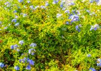 Venta - Villa - Gran Alacant - Monte y Mar