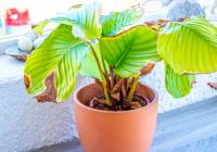 Venta - Villa - Gran Alacant - Monte y Mar