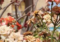 Venta - Villa - Gran Alacant - Monte y Mar