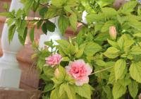 Venta - Villa - Gran Alacant - Monte y Mar