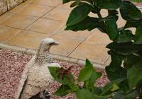 Venta - Villa - Gran Alacant - Puerto Marino