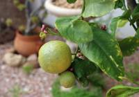 Venta - Villa - Gran Alacant - Puerto Marino