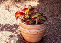 Venta - Villa - Gran Alacant - Puerto Marino