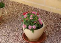 Venta - Villa - Monforte del Cid - Montecid