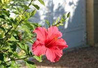 Venta - Villa - Monforte del Cid - Montecid