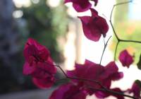 Venta - Villa - Monforte del Cid - Montecid